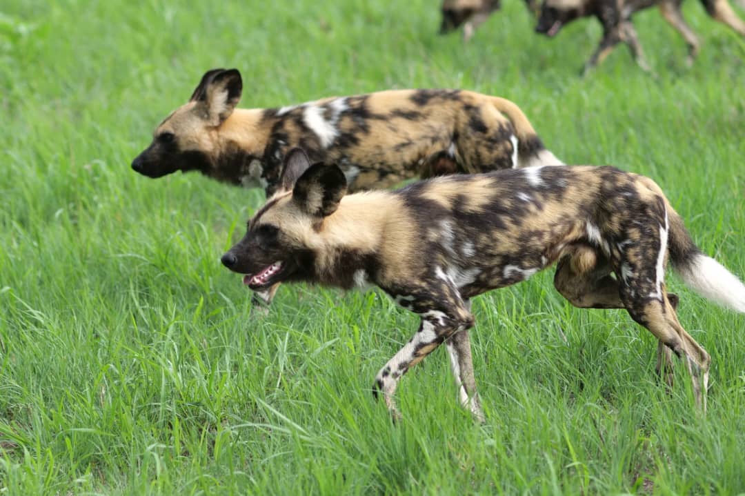 8 Nights 9 Days Safari